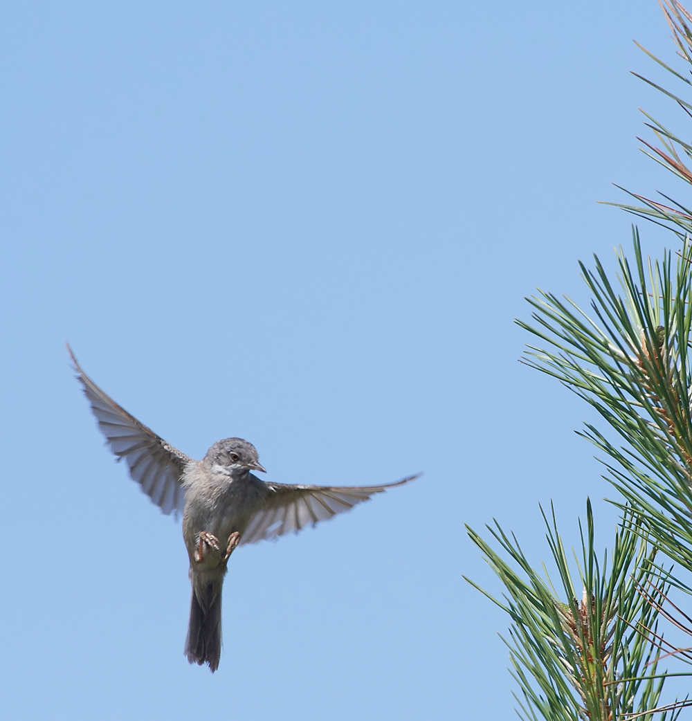 GramboroughHillWhitethroat080718-7