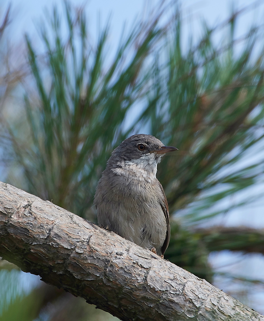 GramboroughHillWhitethroat080718-8