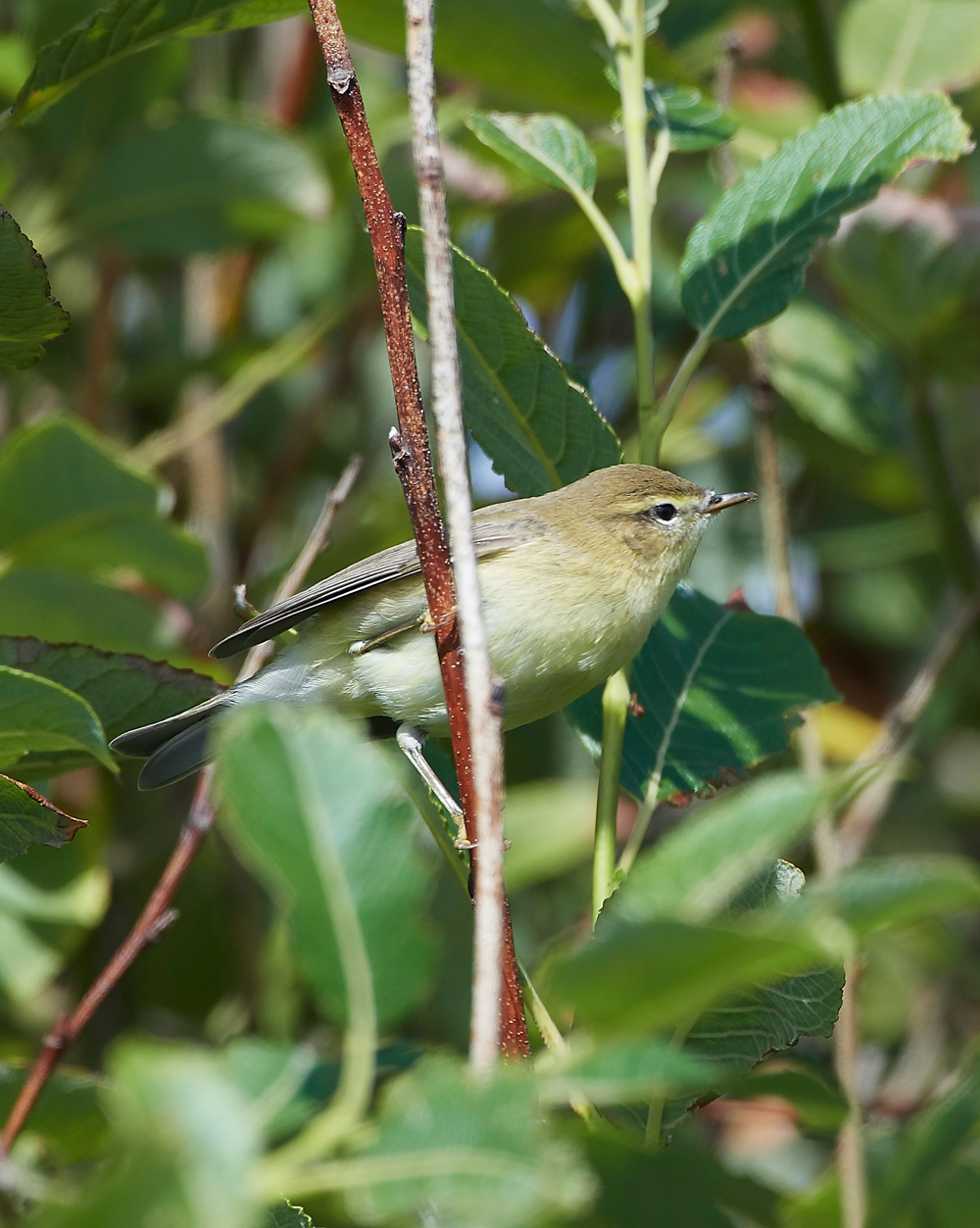 GramboroughHillWillowWarbler170818-4