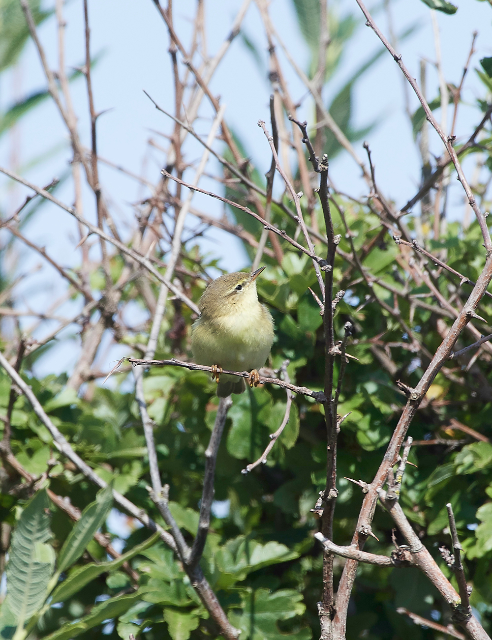 GramboroughHillWillowWarbler170818-5