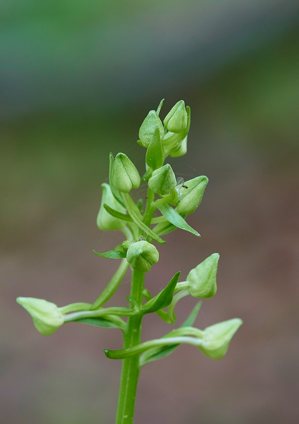 GreaterButterflyOrchid190518-1