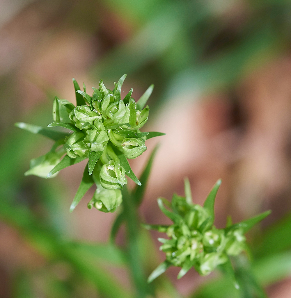GreaterButterflyOrchid190518-2
