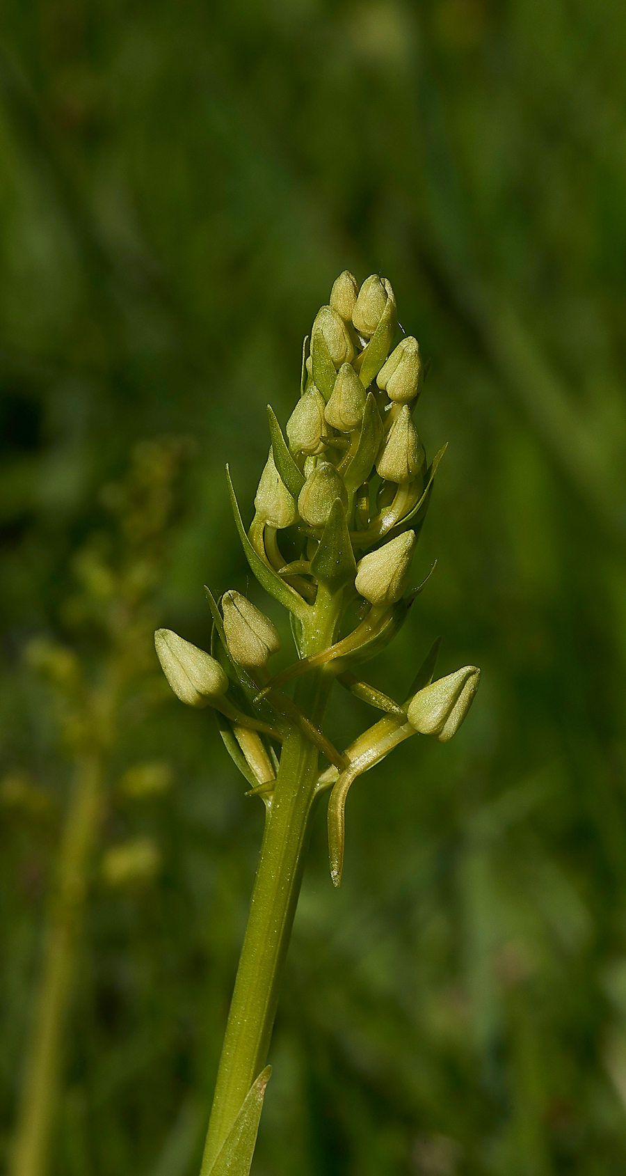 GreaterButterflyOrchid190518-3