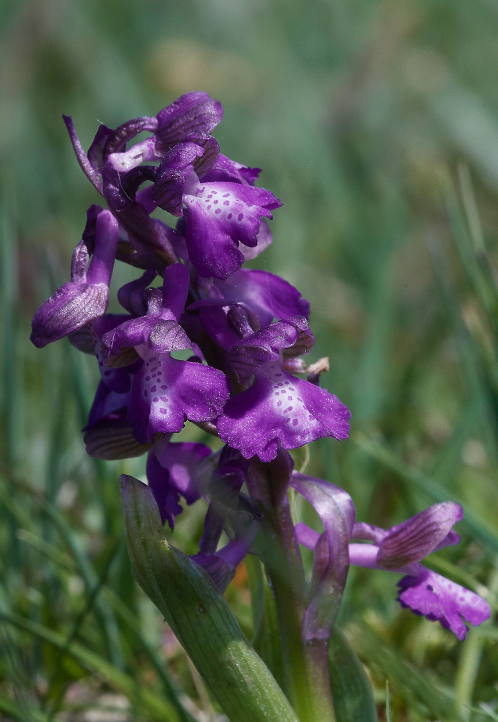 GreenWIngedOrchid050518-1