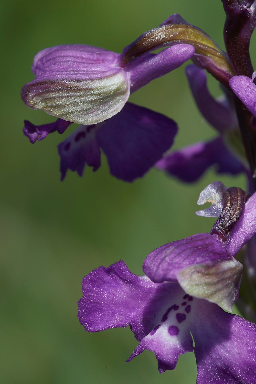 GreenWIngedOrchid050518-10