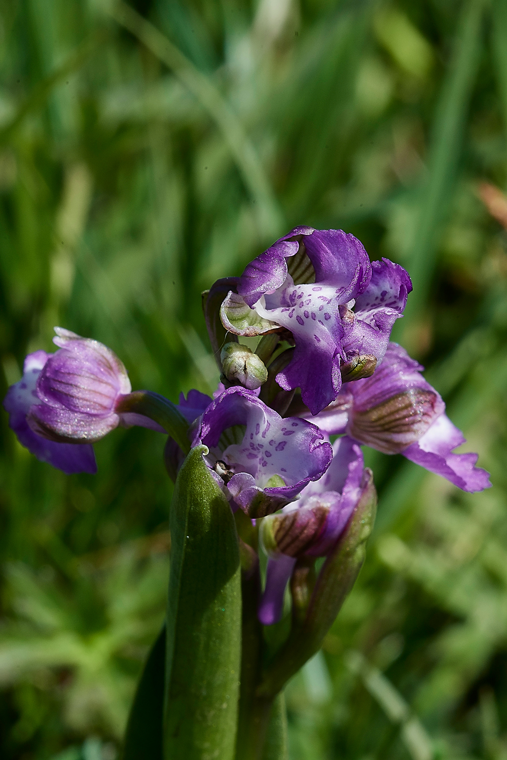 GreenWIngedOrchid050518-12