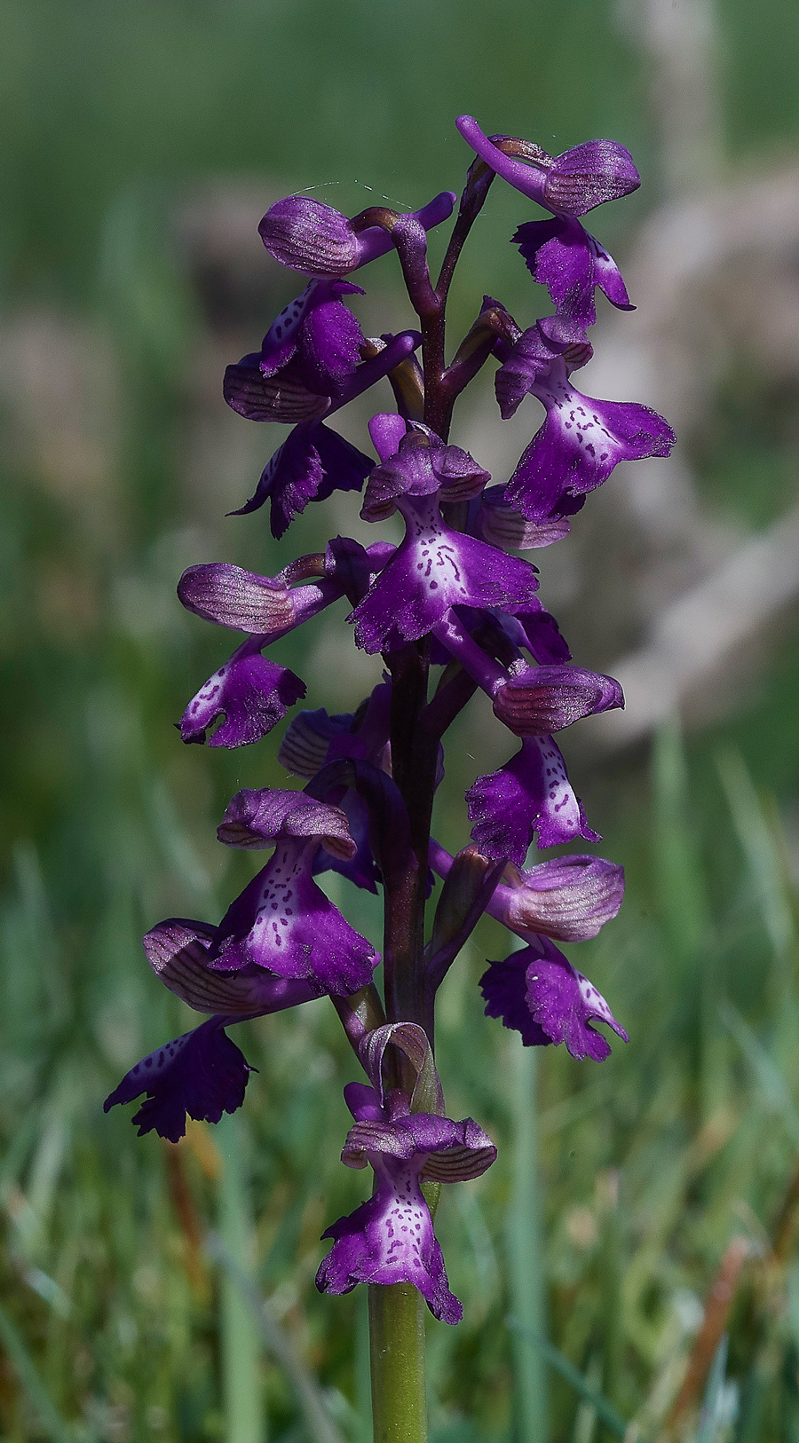 GreenWIngedOrchid050518-2