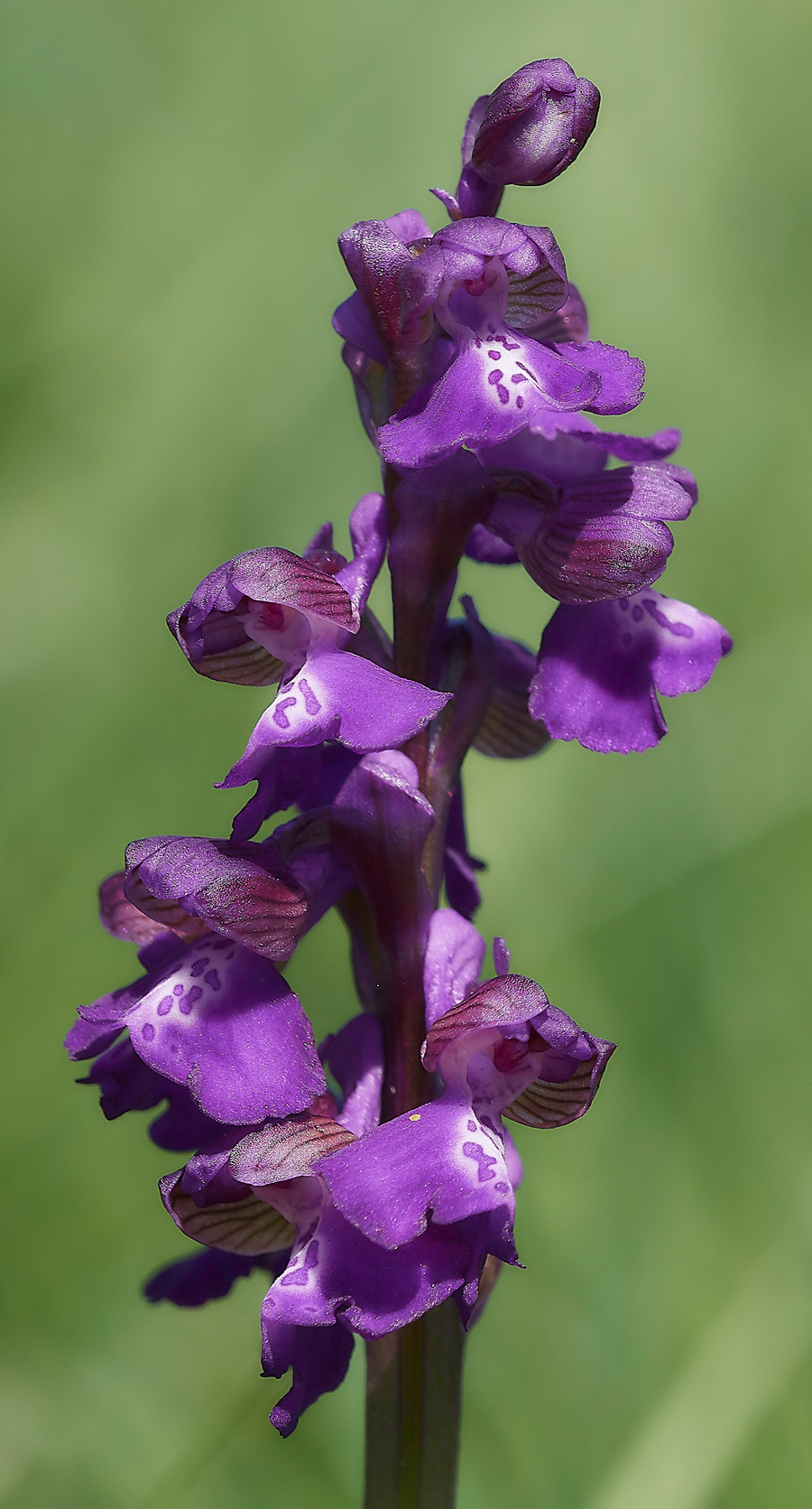 GreenWIngedOrchid050518-3