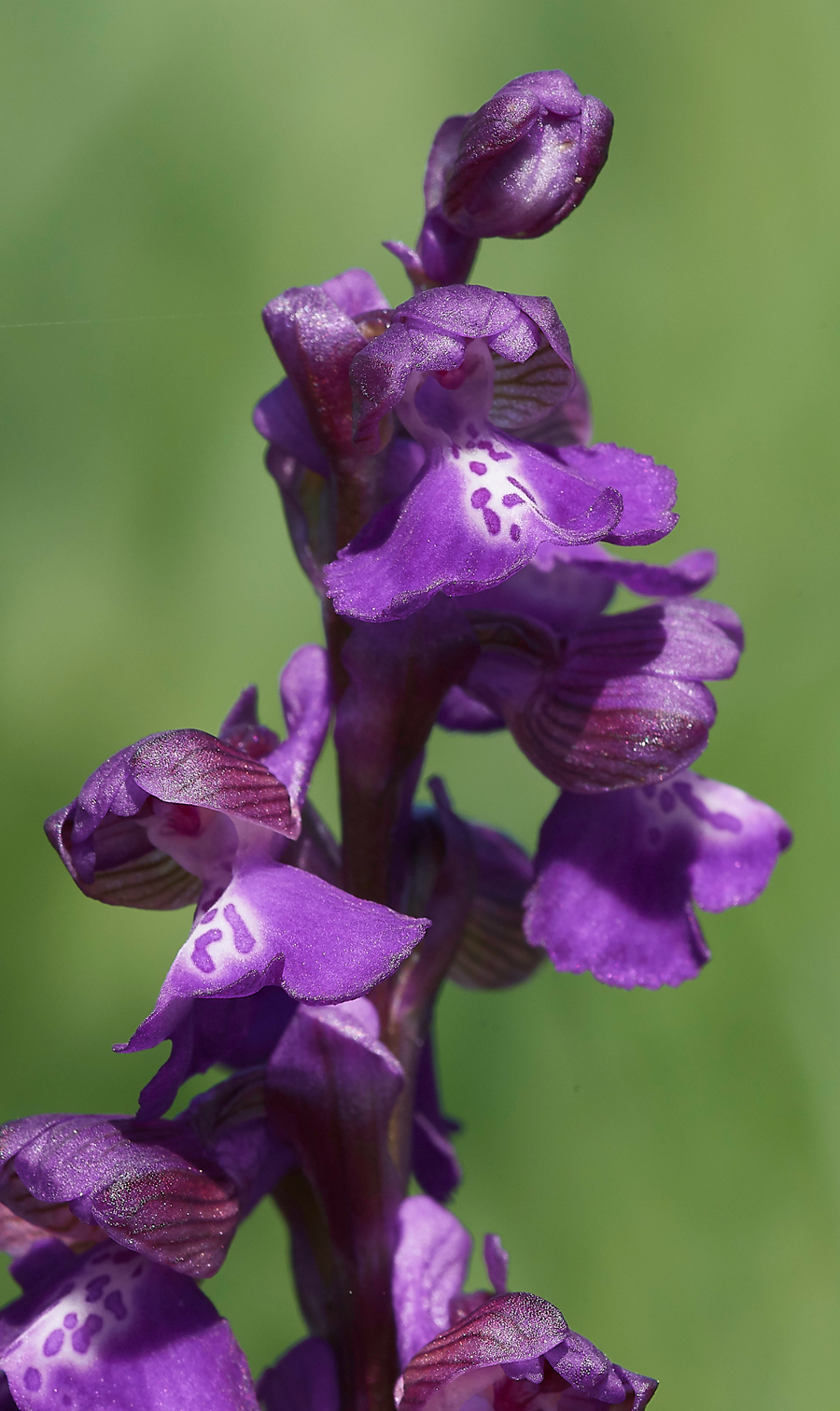 GreenWIngedOrchid050518-4