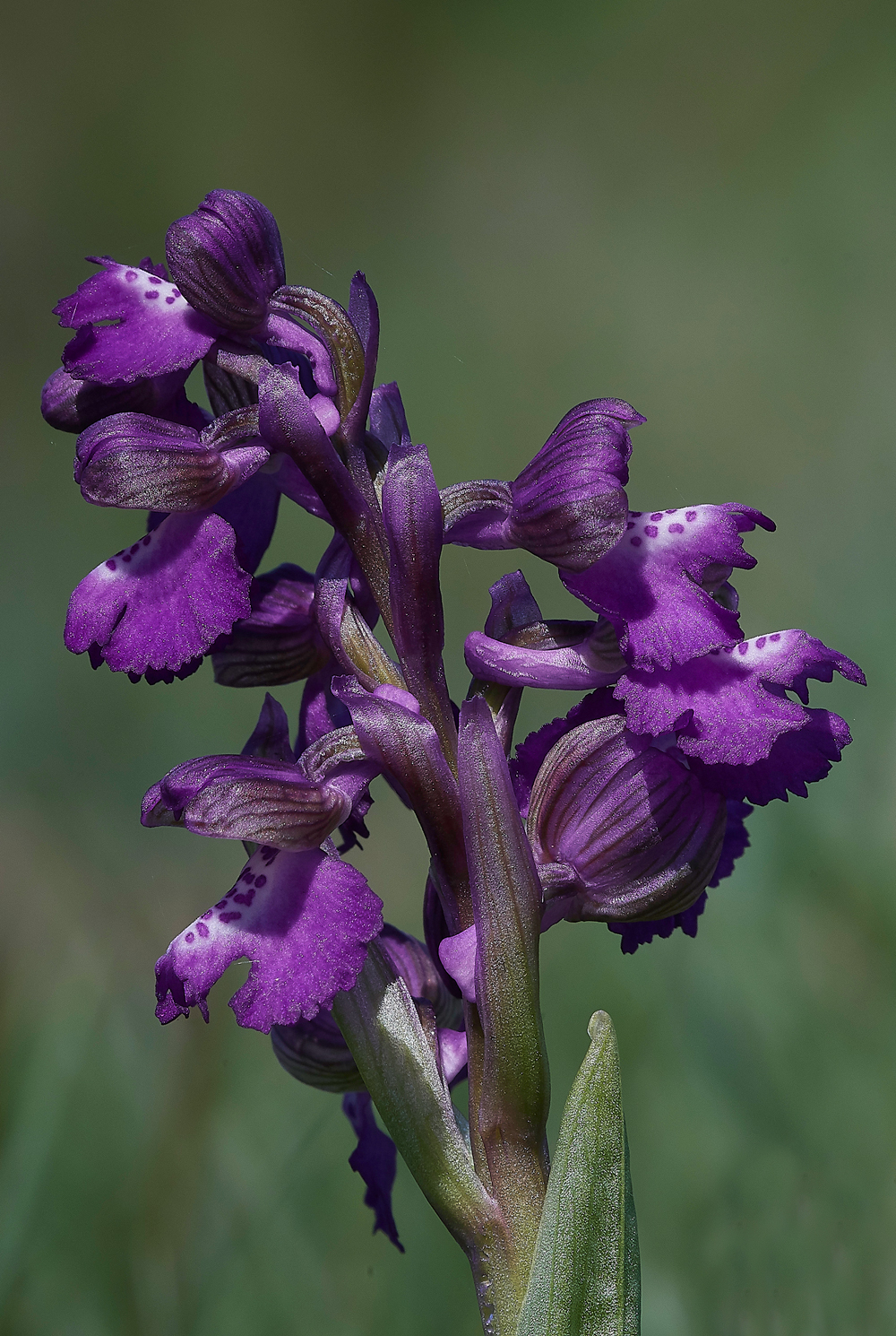 GreenWIngedOrchid050518-5