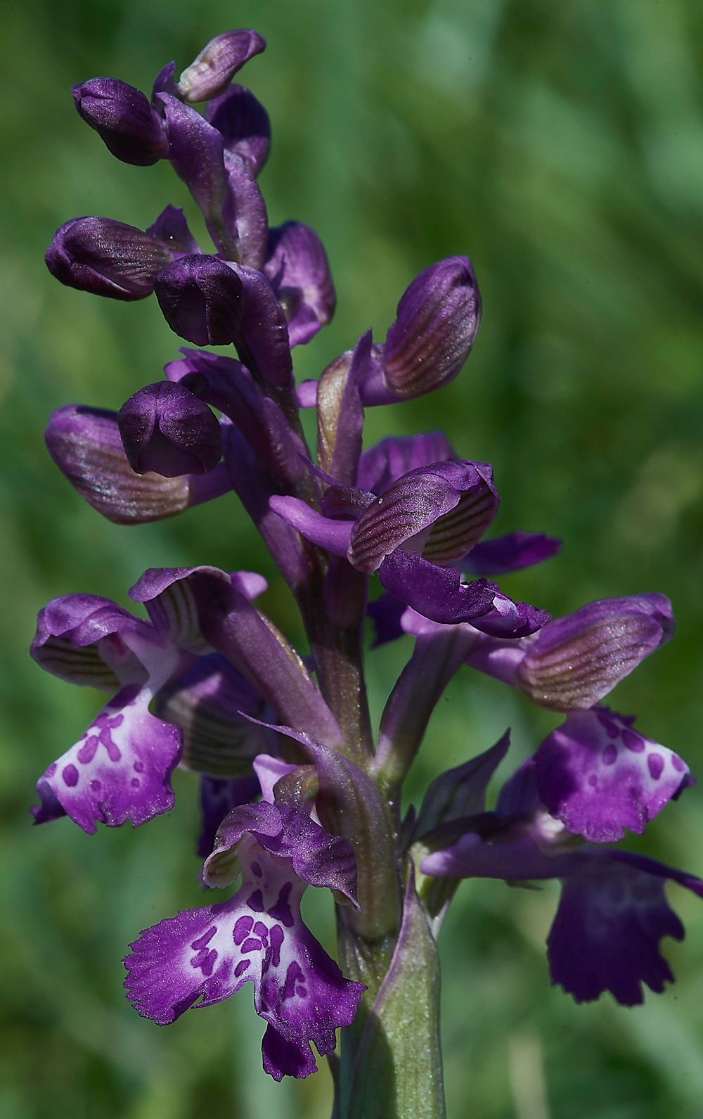 GreenWIngedOrchid050518-6