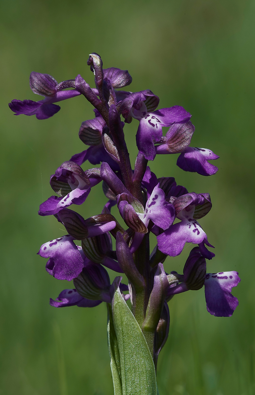 GreenWIngedOrchid050518-7