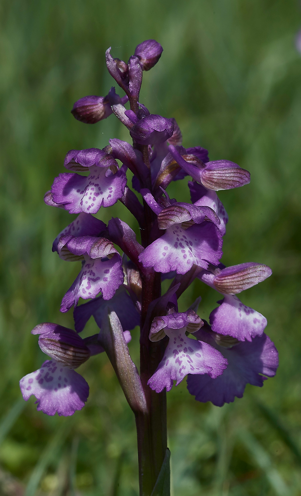 GreenWIngedOrchid050518-8