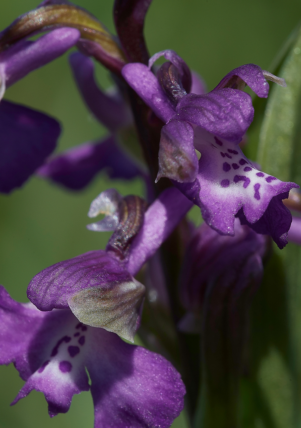 GreenWIngedOrchid050518-9