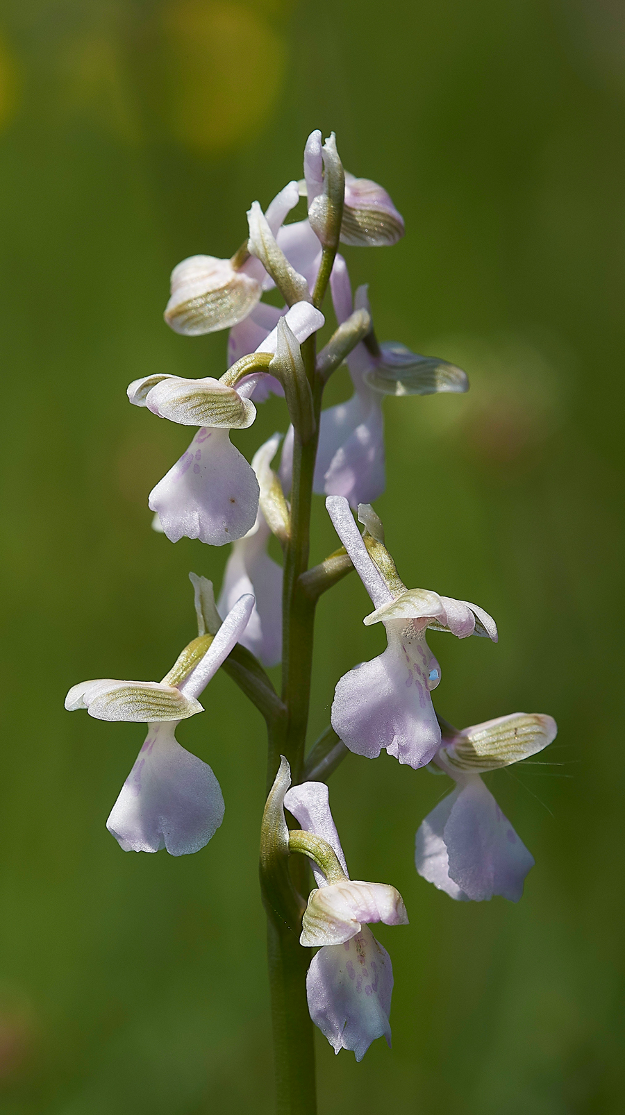 GreenWingedOrchid200518-1