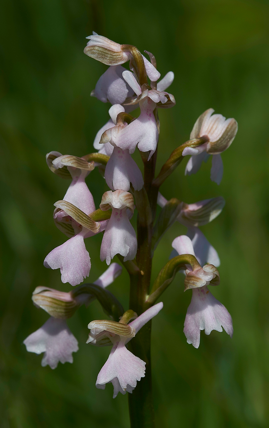 GreenWingedOrchid200518-2