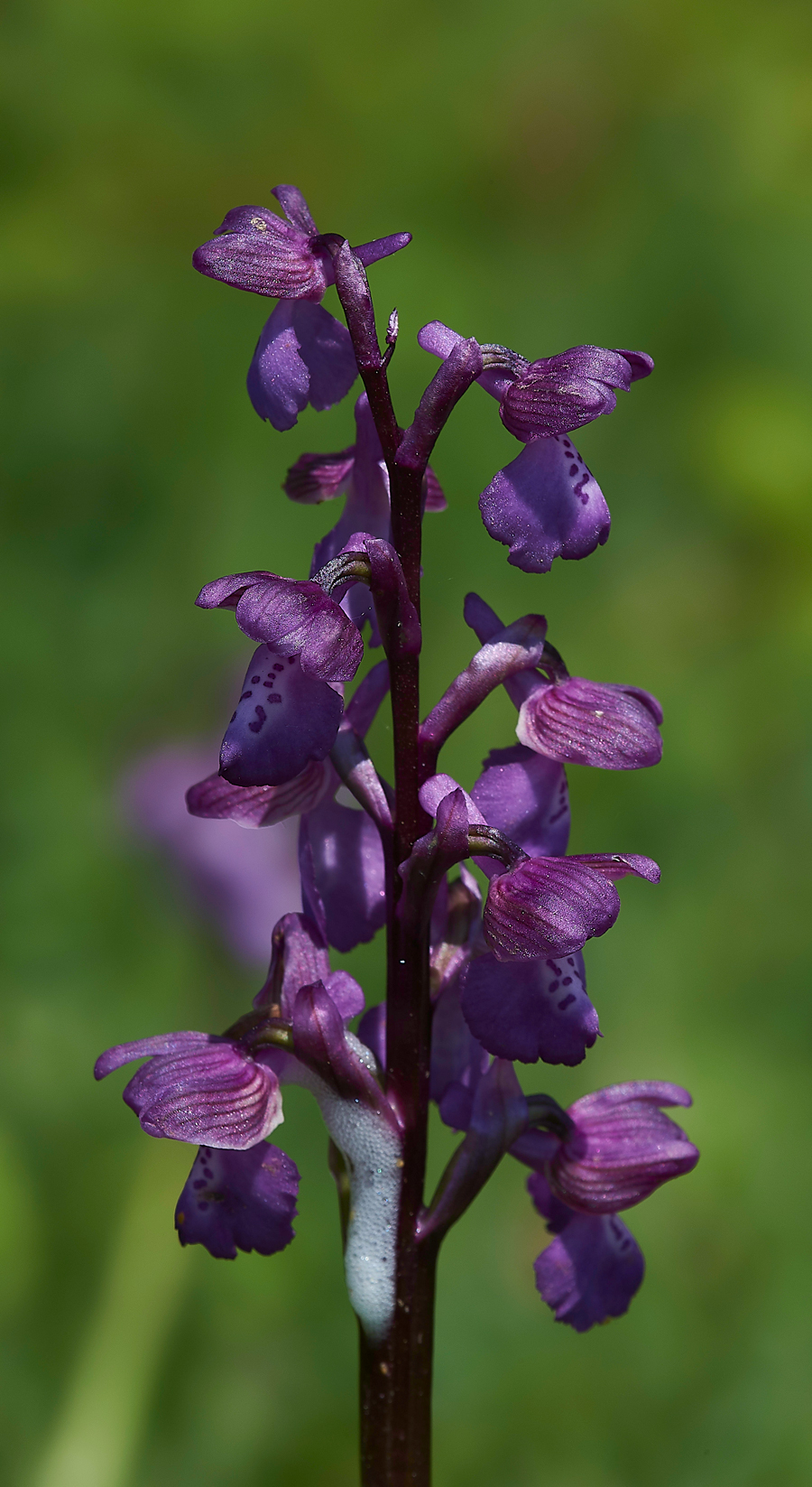 GreenWingedOrchid200518-3