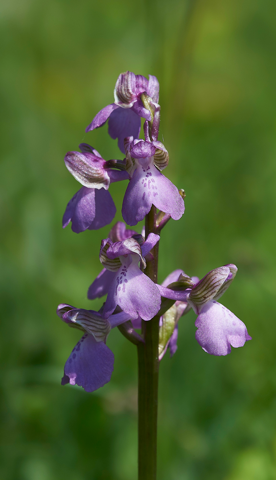 GreenWingedOrchid200518-4