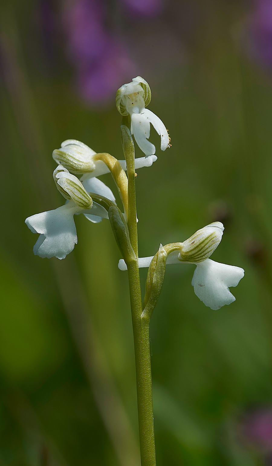 GreenWingedOrchid200518-5