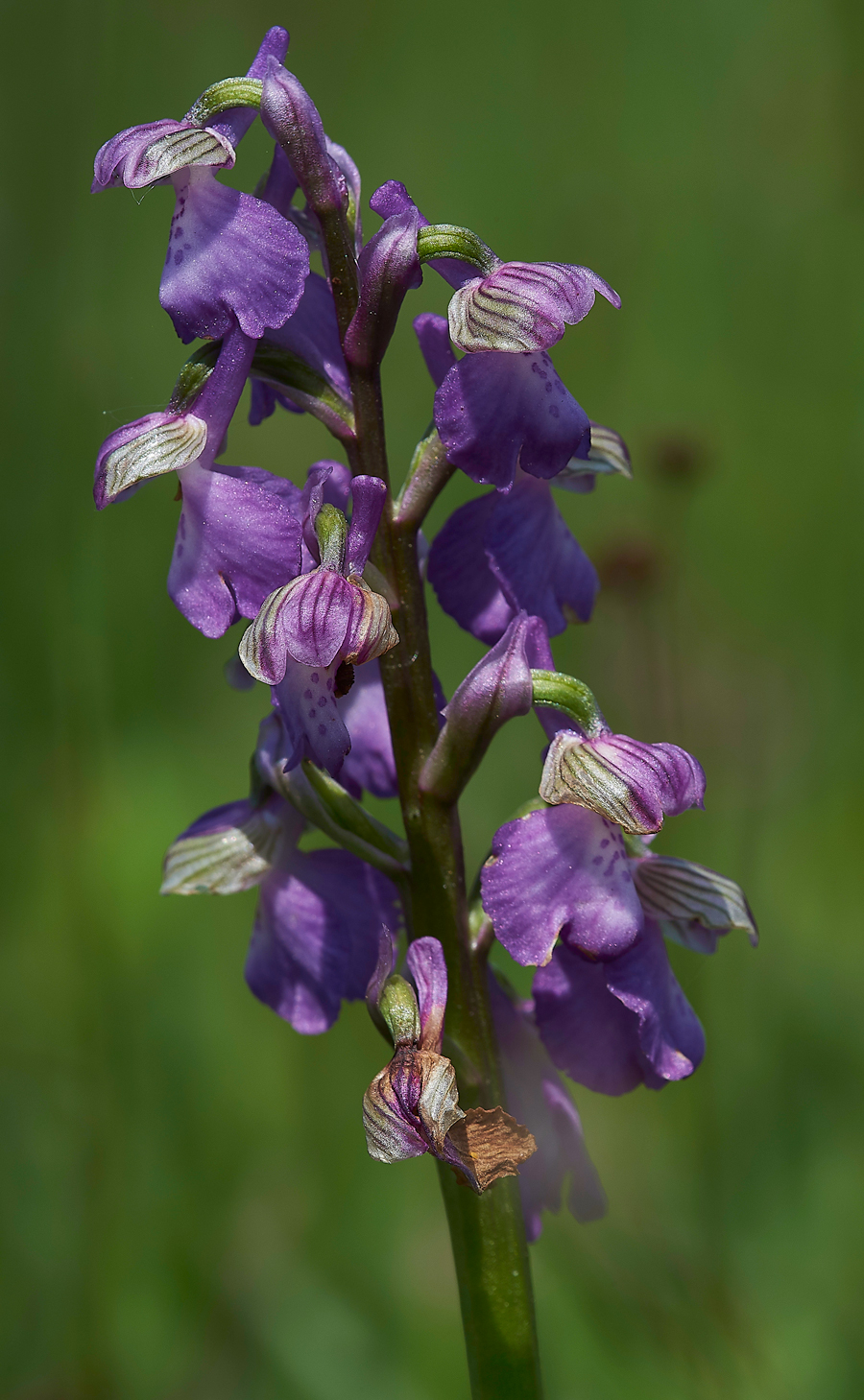 GreenWingedOrchid200518-6