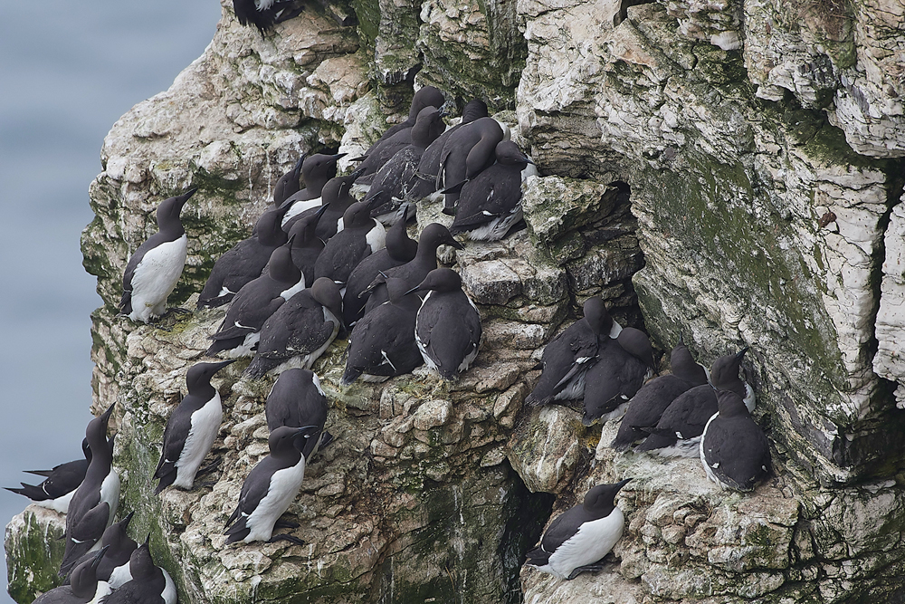 GuillemotBempton020618-1