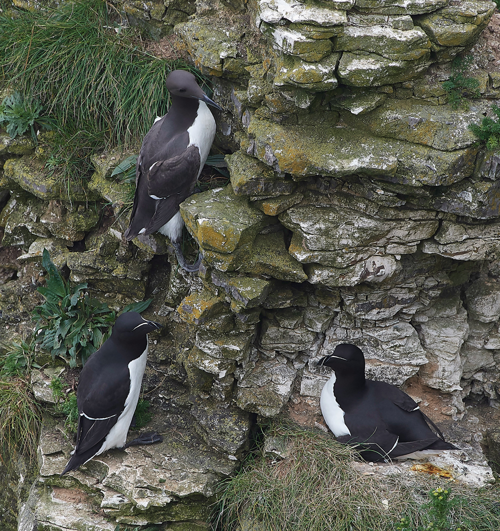 GuillemotBempton020618-2