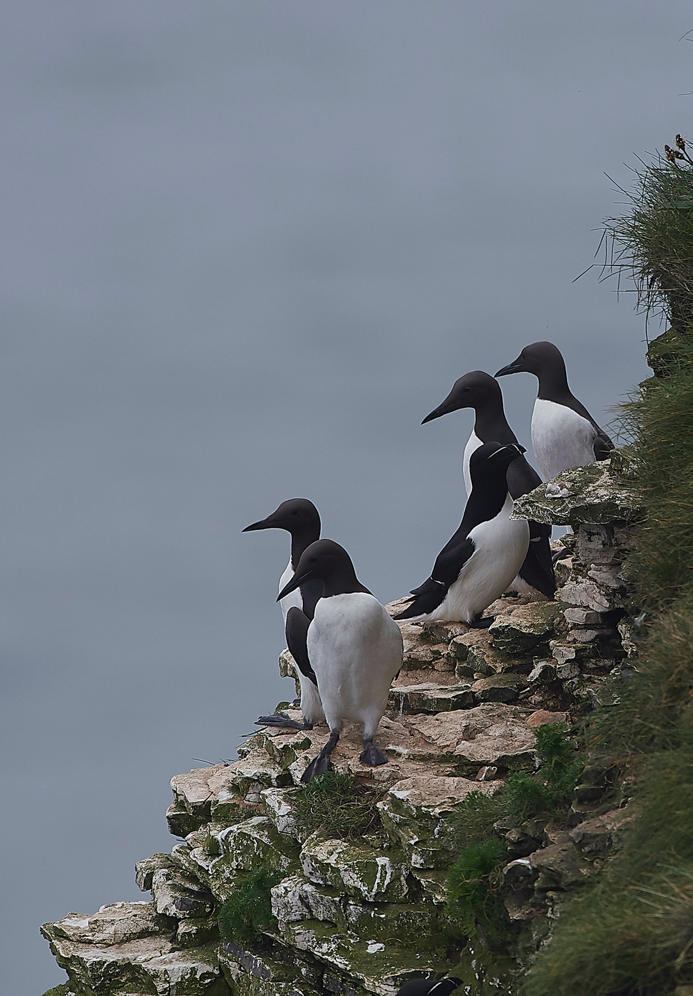 GuillemotBempton020618-3
