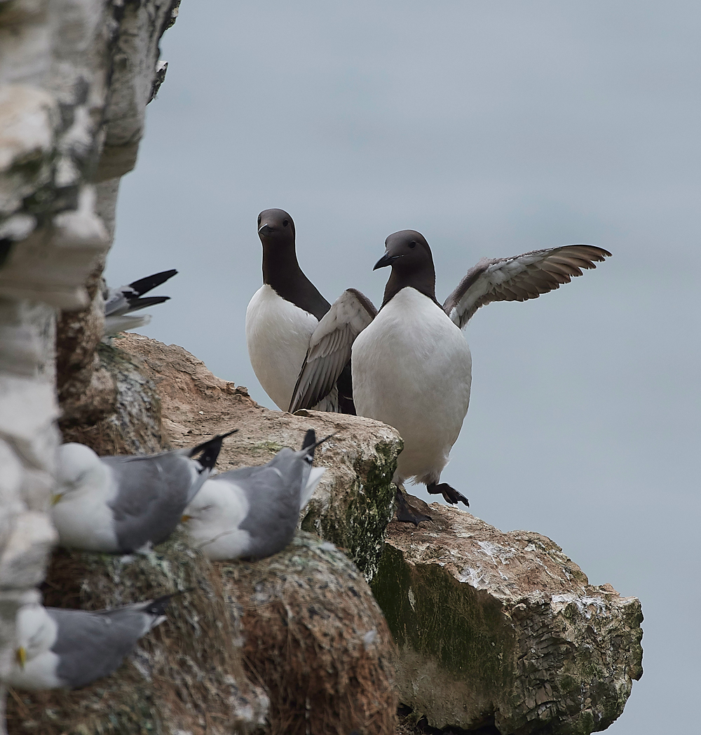 GuillemotBempton020618-4