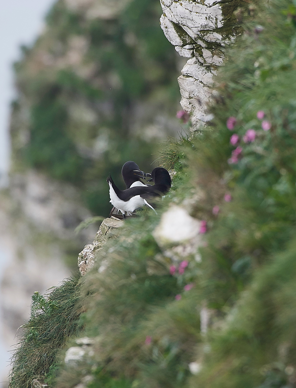 GuillemotBempton020618-6