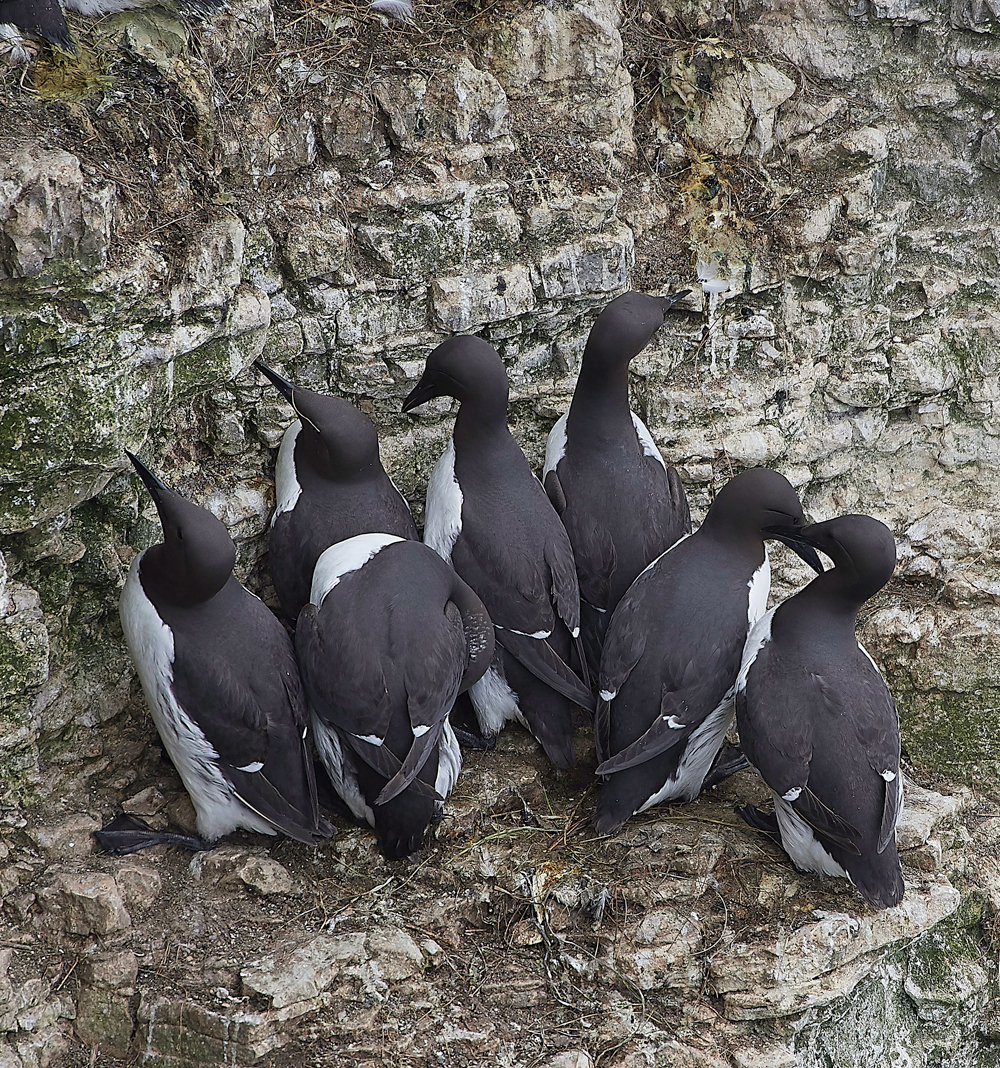 GuillemotBempton020618-7