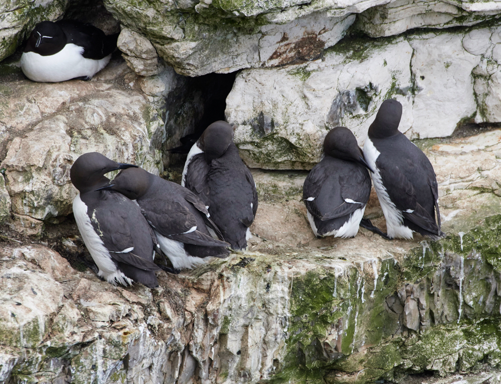 GuillemotBempton020618-8