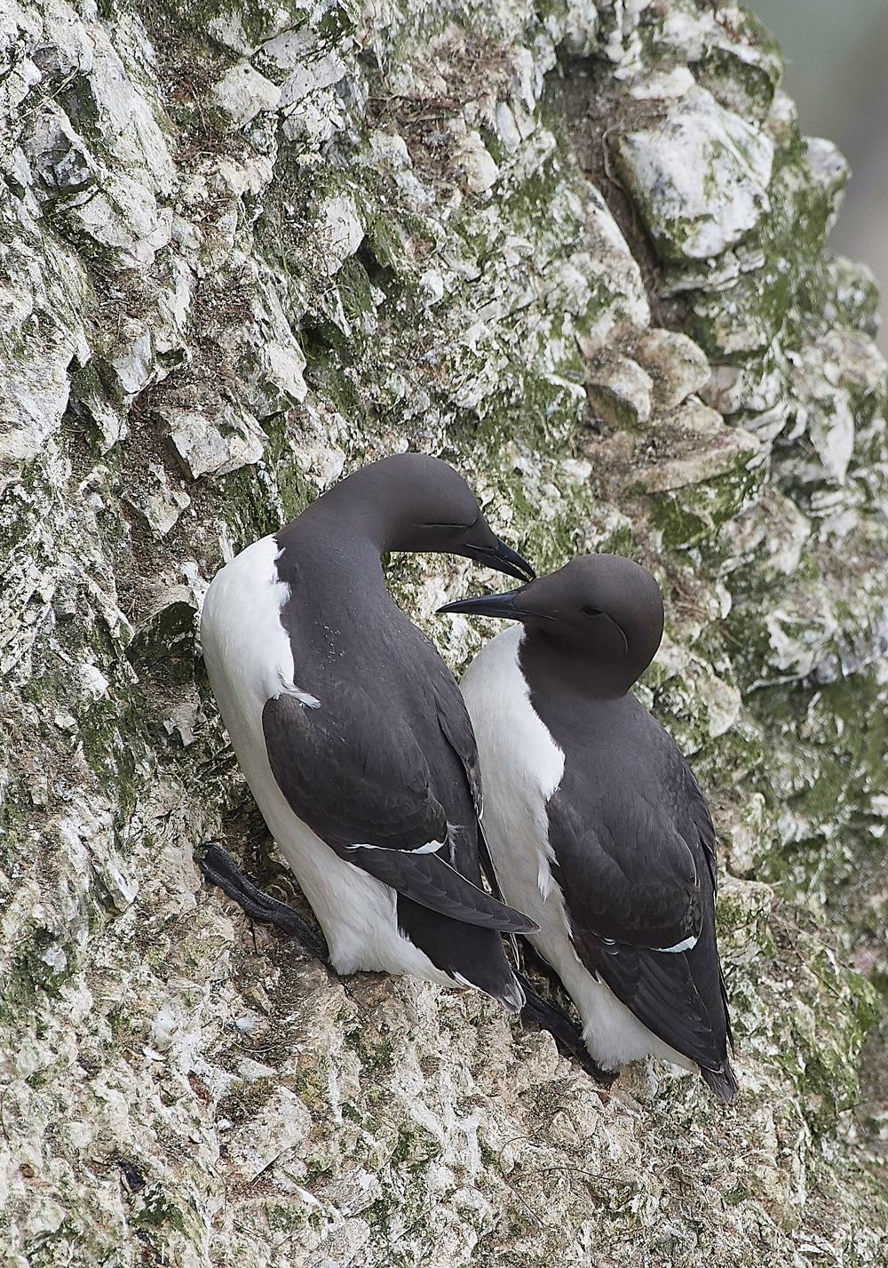 GuillemotBempton020618-9