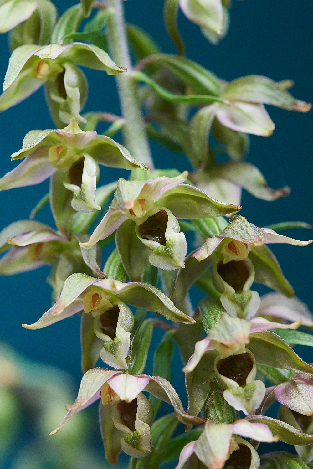 HanworthBroadleavedHelleborine200718-1