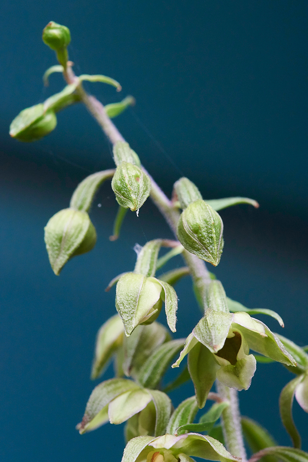 HanworthBroadleavedHelleborine200718-2