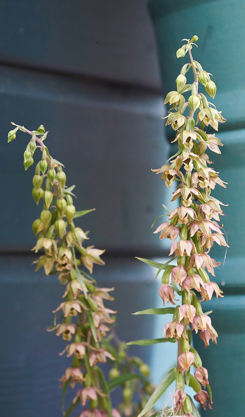 HanworthBroadleavedHelleborine200718-3