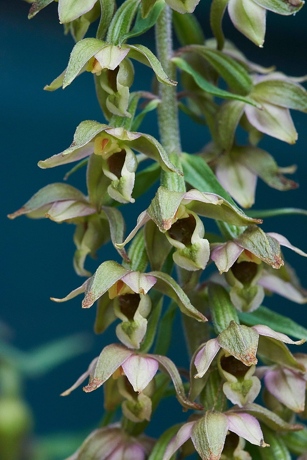 HanworthBroadleavedHelleborine200718-4