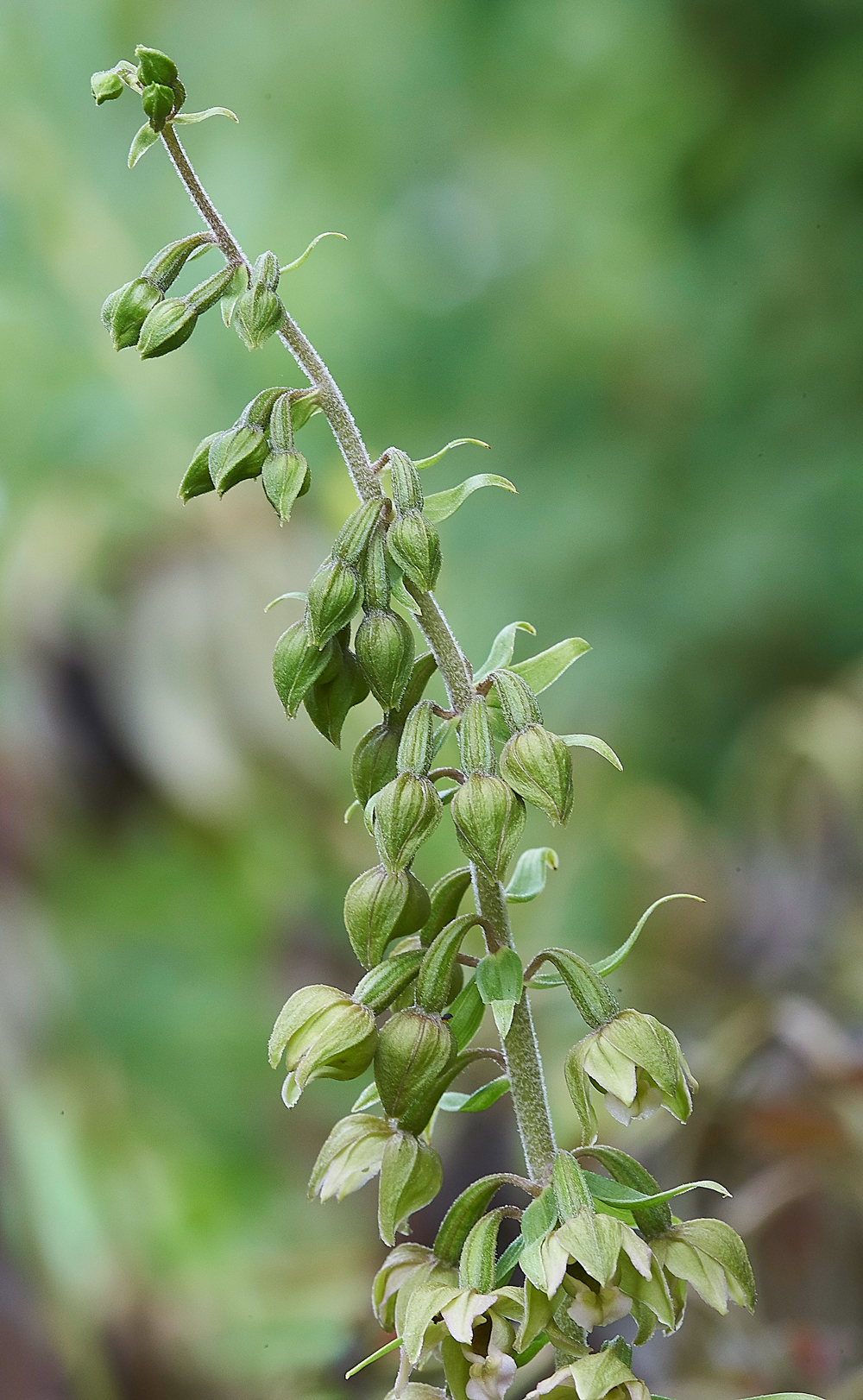 HanworthBroadleavedHelleborine200718-5