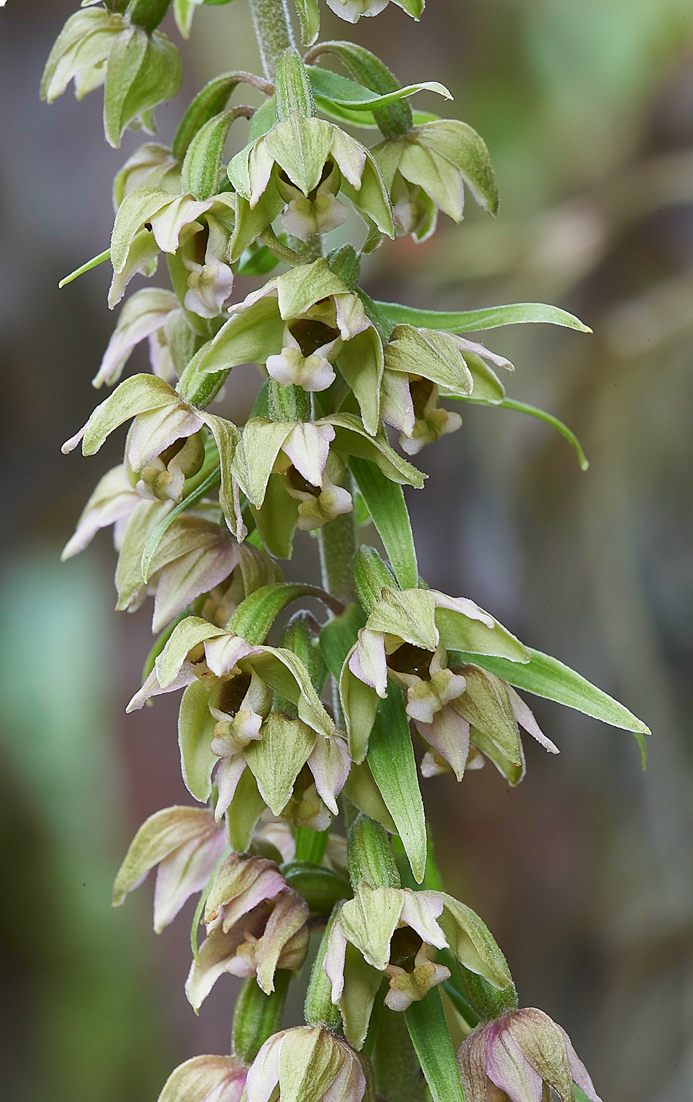 HanworthBroadleavedHelleborine200718-6