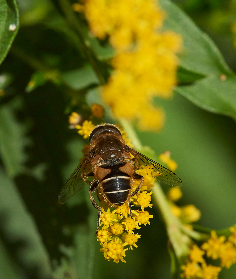 HanworthEristalsisSp020818-1