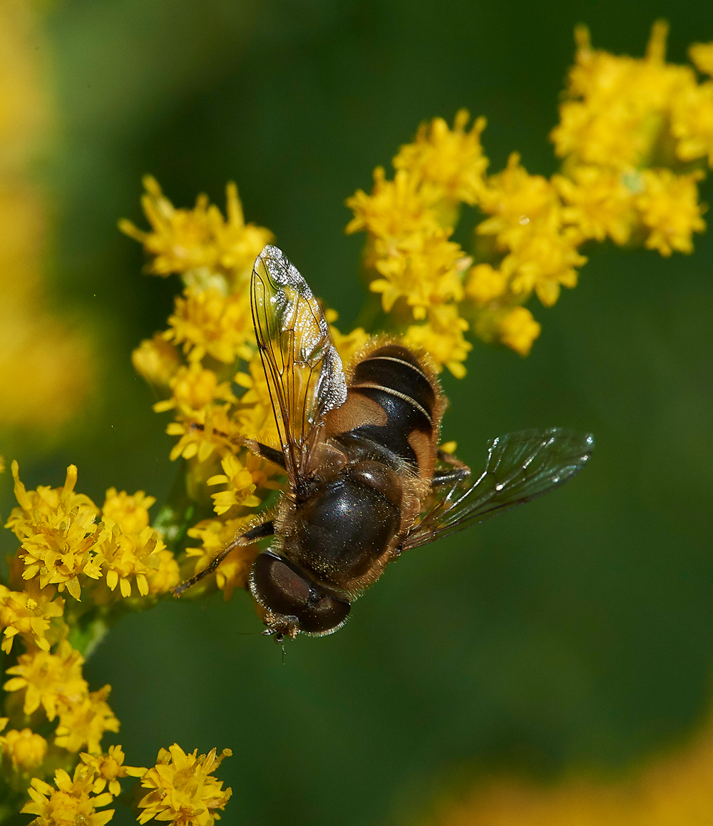 HanworthEristalsisSp020818-2