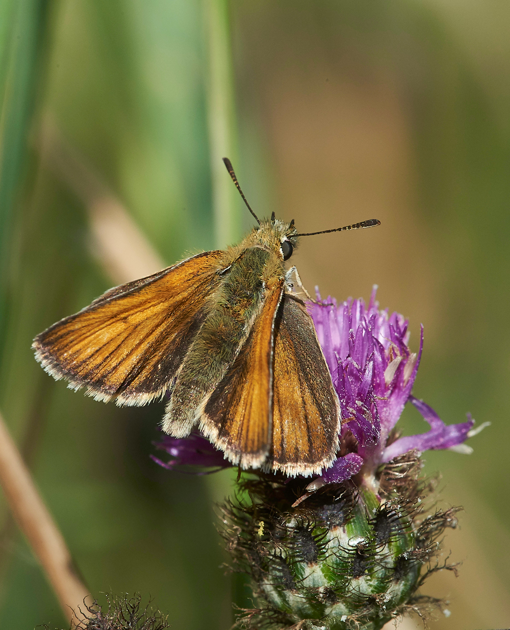 HanworthEssexSkipper010818-1
