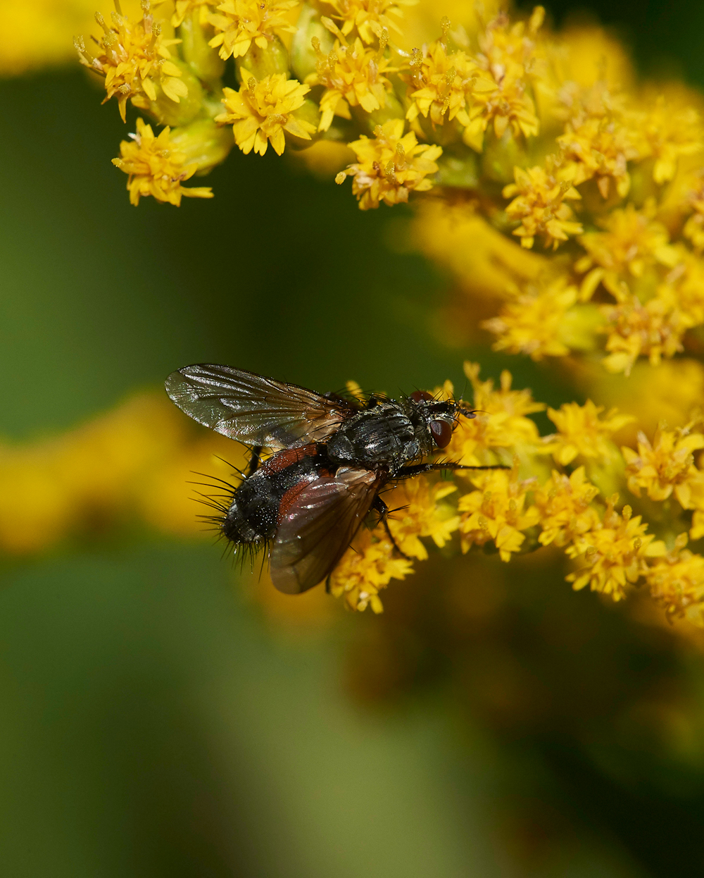 HanworthFly1020818-1