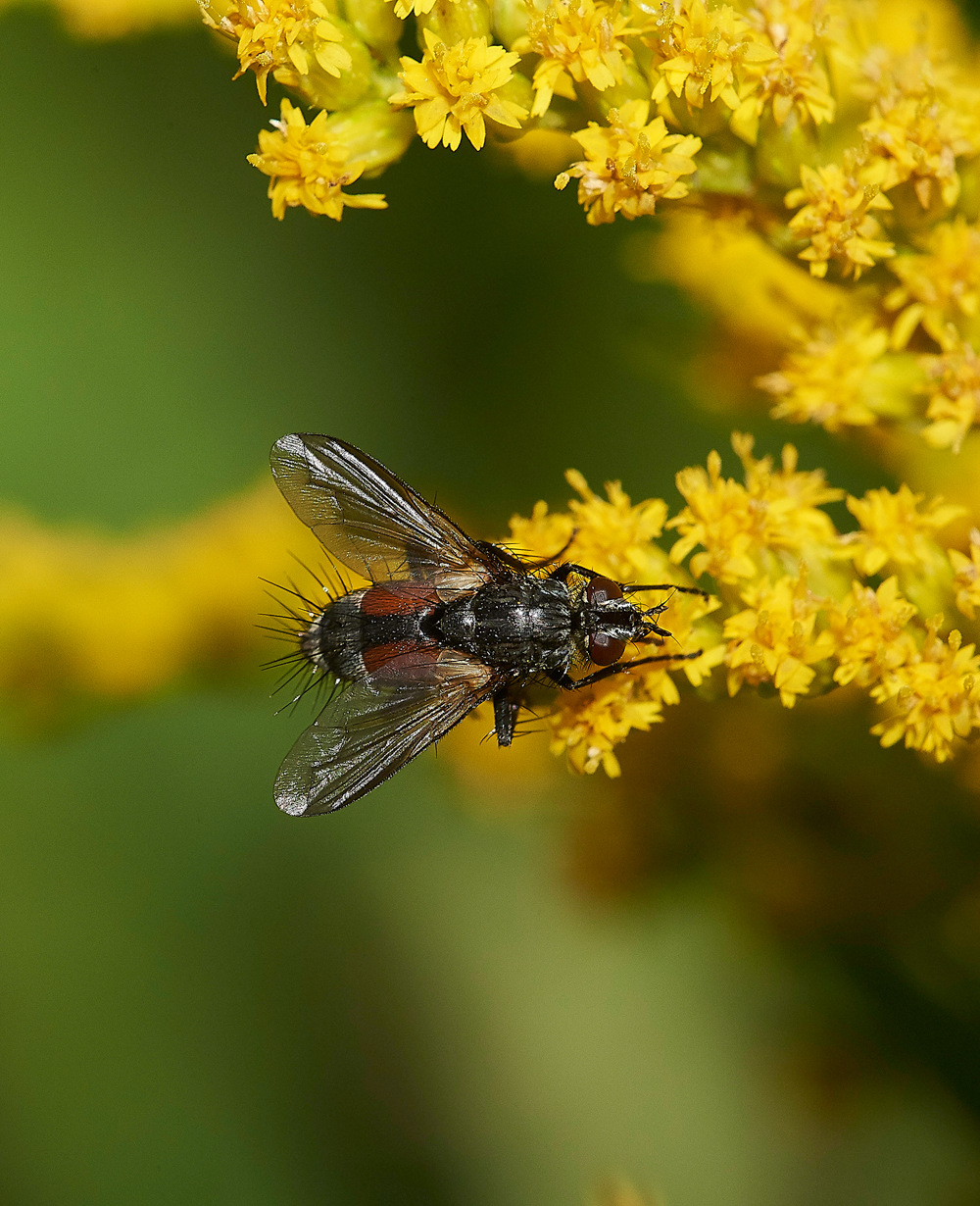 HanworthFly1020818-2
