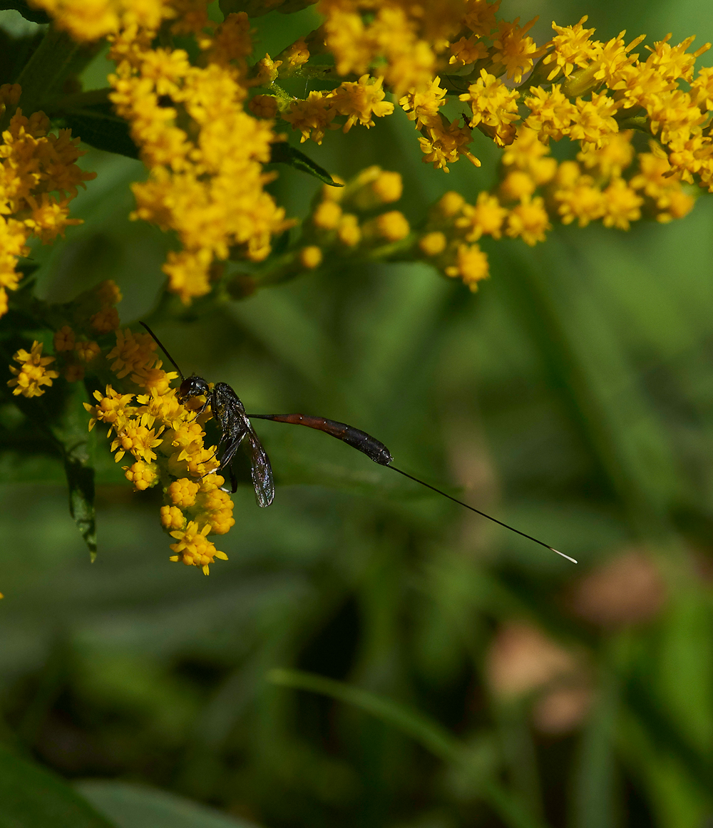 HanworthFly2020818-1