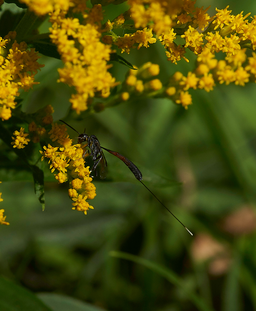 HanworthFly2020818-2