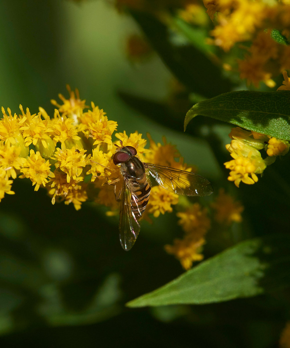 HanworthHoverfly1020818-1