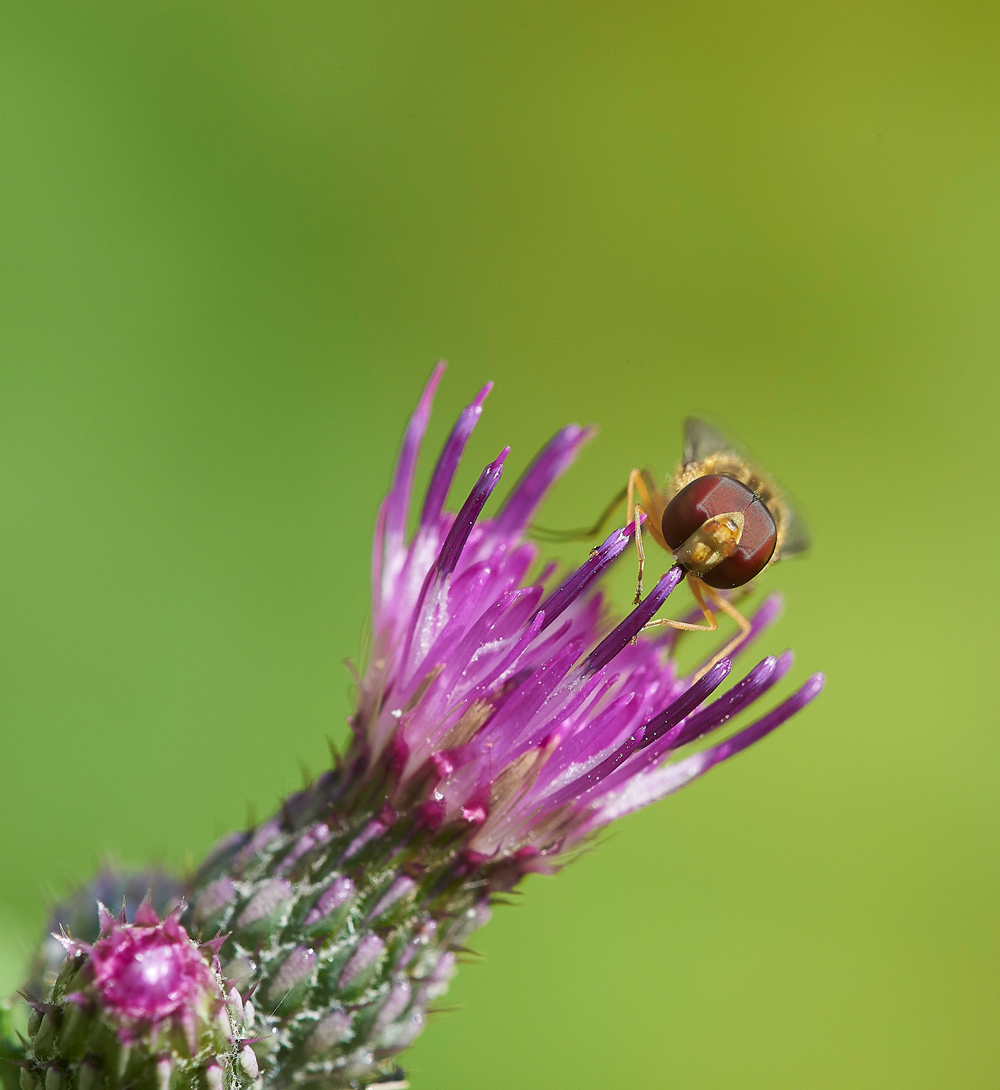 HanworthMarmaladeFly010818-1