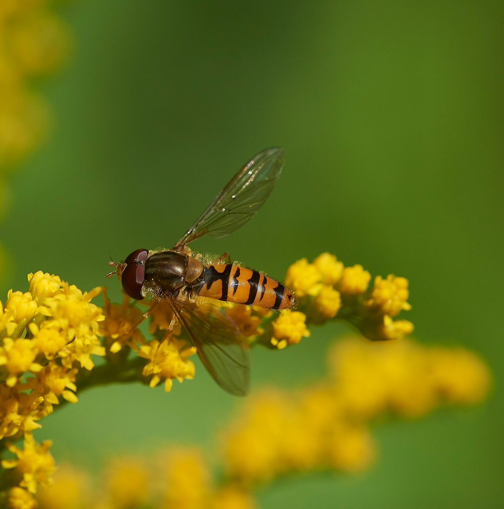 HanworthMarmaladeFly310718-1