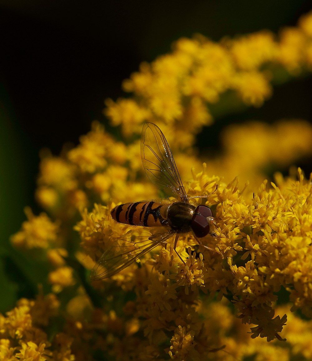 HanworthMarmaladeFly310718-2