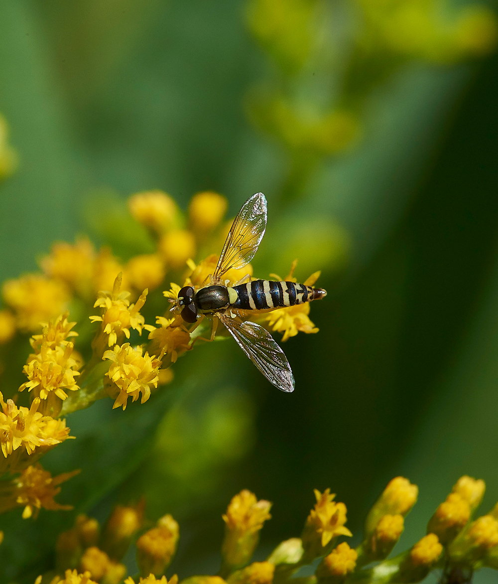 HanworthSpaerophoraSp020818-1